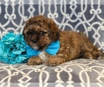 Small Photo #11 Havashu-Poodle (Miniature) Mix Puppy For Sale in LAKELAND, FL, USA