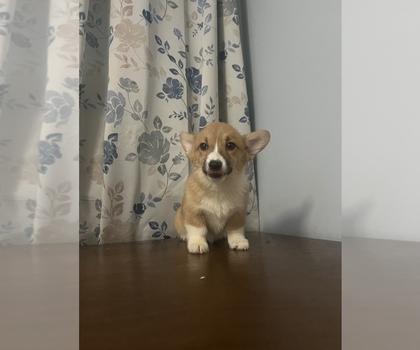 Medium Photo #52 Pembroke Welsh Corgi Puppy For Sale in DURHAM, CT, USA