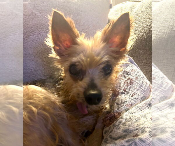 Medium Photo #2 Mutt Puppy For Sale in Claremore, OK, USA