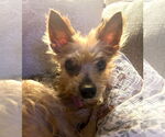 Small #1 Mutt