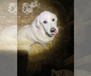 Mother of the Great Pyrenees puppies born on 02/06/2023