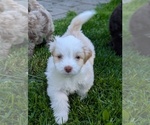 Puppy Dorito Aussie-Poo