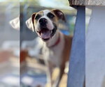 Small #6 Boxer-Staffordshire Bull Terrier Mix