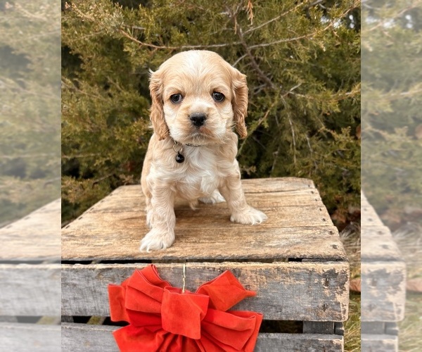 Medium Photo #4 Cocker Spaniel Puppy For Sale in MIDDLEBURY, IN, USA