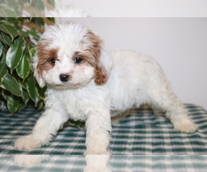 Cavapoo Puppy for sale in SHILOH, OH, USA