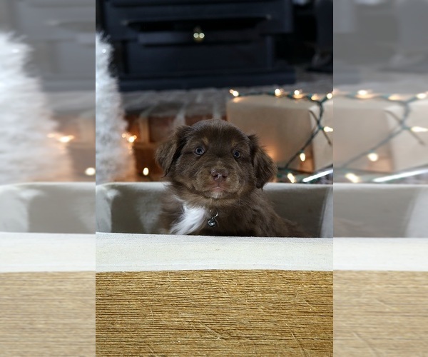 Medium Photo #3 Miniature American Shepherd Puppy For Sale in DAWSON, GA, USA