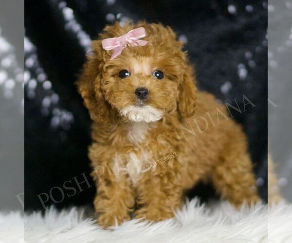 Medium Photo #1 Poodle (Toy) Puppy For Sale in WARSAW, IN, USA