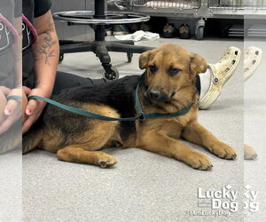 Labrador Retriever-Retriever  Mix Dogs for adoption in Washington, DC, USA