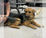 Small Labrador Retriever-Retriever  Mix