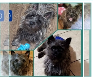Cairn Terrier Puppy for sale in ATHENS, TN, USA