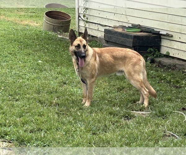 Medium Photo #1 German Shepherd Dog Puppy For Sale in JAY, OK, USA