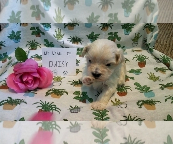 Medium Photo #13 Maltipoo (Miniature) Puppy For Sale in BROOKFIELD, MO, USA