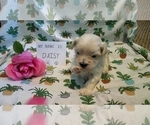 Small Photo #13 Maltipoo (Miniature) Puppy For Sale in BROOKFIELD, MO, USA