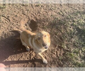 Golden Retriever-Unknown Mix Dogs for adoption in San Angelo, TX, USA