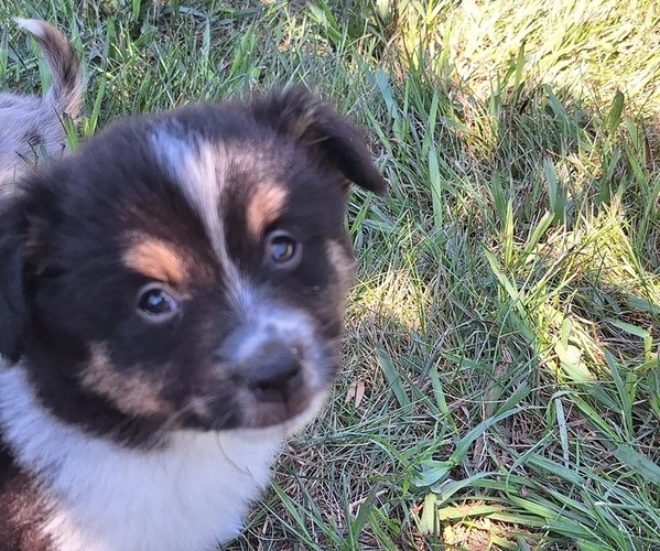 Medium Photo #3 Miniature Australian Shepherd Puppy For Sale in FAIRVIEW, SD, USA