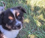 Small #2 Miniature Australian Shepherd