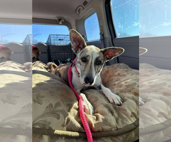 Medium Photo #1 Greyhound Puppy For Sale in Cherry Hill, NJ, USA