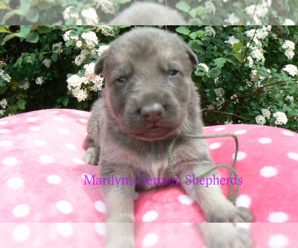 Medium Photo #1 German Shepherd Dog Puppy For Sale in PIEDMONT, MO, USA
