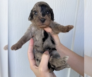Australian Shepherd-Goldendoodle Mix Puppy for sale in BILOXI, MS, USA