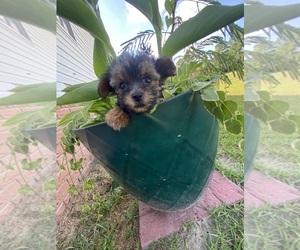 Poodle (Toy)-Yorkshire Terrier Mix Puppy for sale in GREENVILLE, NC, USA