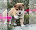 Small #9 Shiba Inu