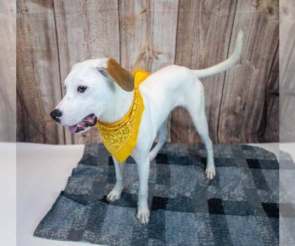 Medium Photo #3 American Bulldog-Unknown Mix Puppy For Sale in Kennesaw, GA, USA