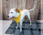 Small #2 American Bulldog Mix