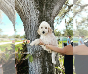 Goldendoodle Puppy for sale in BRADENTON, FL, USA