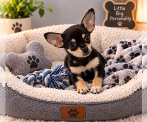 Chihuahua Puppy for sale in BRYAN, TX, USA