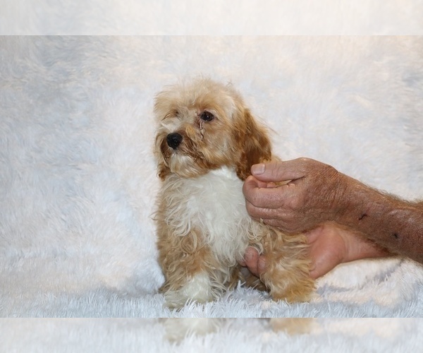 Medium Photo #9 Cockapoo (Miniature) Puppy For Sale in DYERSBURG, TN, USA