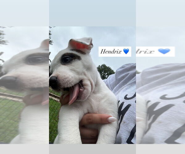 Medium Photo #3 American Pit Bull Terrier-American Staffordshire Terrier Mix Puppy For Sale in Wenonah, NJ, USA