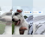 Small #2 American Pit Bull Terrier-American Staffordshire Terrier Mix