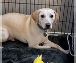 Small #12 Labrador Retriever Mix