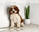 Small #2 Cavapoo