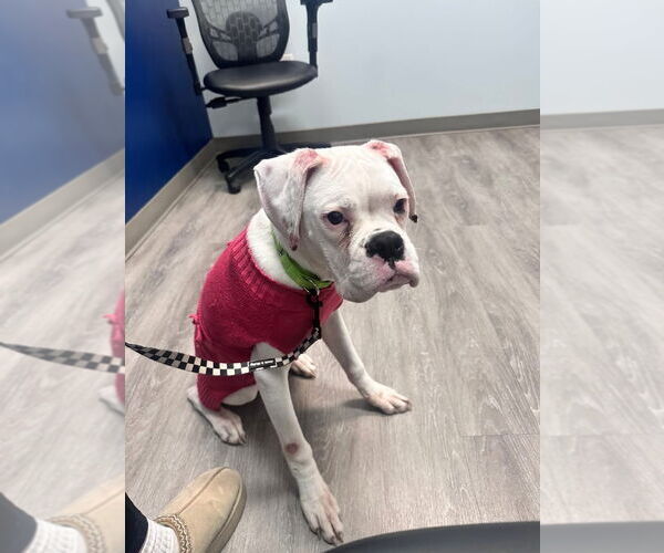 Medium Photo #2 Boxer Puppy For Sale in Dumont, NJ, USA