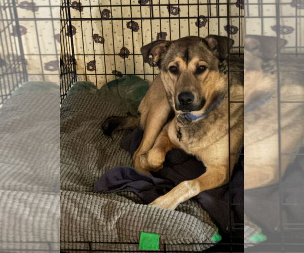 Medium Photo #8 German Shepherd Dog-Unknown Mix Puppy For Sale in Grafton, WI, USA