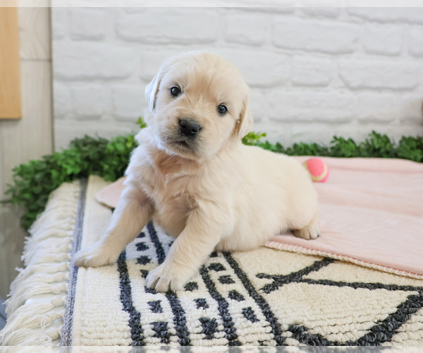 Medium Photo #5 English Cream Golden Retriever Puppy For Sale in SYRACUSE, IN, USA