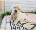 Small #4 English Cream Golden Retriever