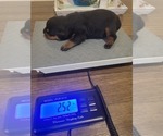 Small Photo #12 Rottweiler Puppy For Sale in EUSTIS, FL, USA