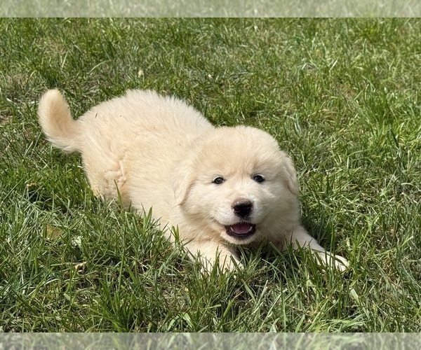 Medium Photo #21 Great Pyrenees Puppy For Sale in NEWTON, NC, USA