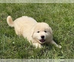 Small #20 Great Pyrenees