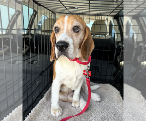Beagle Dogs for adoption in Tampa, FL, USA