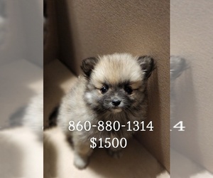 Pomeranian Puppy for sale in GROTON, CT, USA