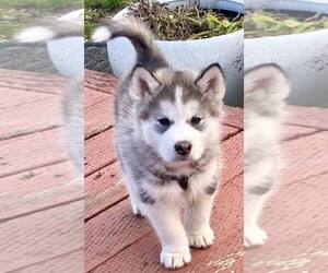 Akita-Huskies Mix Puppy for sale in PORTLAND, OR, USA