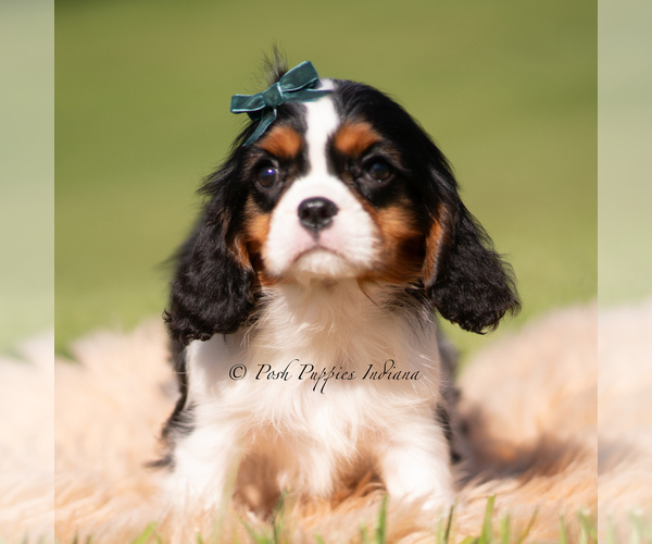 Medium Photo #3 Cavalier King Charles Spaniel Puppy For Sale in WARSAW, IN, USA