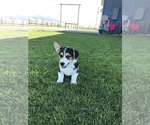 Small Photo #1 Pembroke Welsh Corgi Puppy For Sale in BURLEY, ID, USA