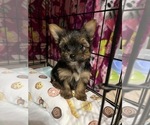Small #1 Yorkshire Terrier