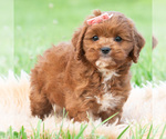 Small #2 Cavapoo (Miniature)