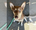 Small Photo #1 Siberian Husky Puppy For Sale in Santa Maria, CA, USA
