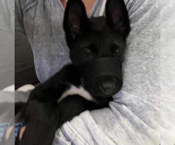Medium Photo #2 Labrador Retriever-Unknown Mix Puppy For Sale in San Diego, CA, USA